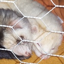 Avatar de l’utilisateur