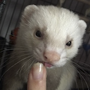 Avatar de l’utilisateur