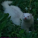 Avatar de l’utilisateur