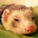 Avatar de l’utilisateur